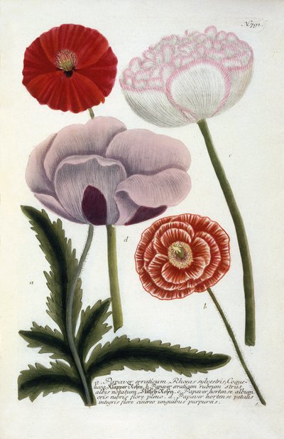 Papaver, aus Johann Wilhelm Weinmanns Phytanthoza Iconographia, 1737 von Georg Dionysius Ehret